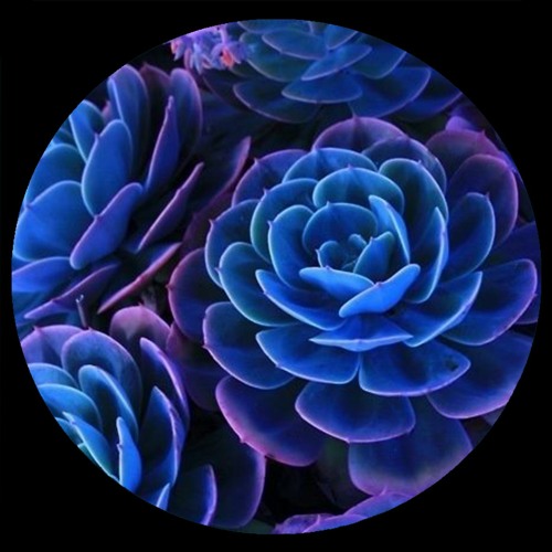Wonka - Desert Flower (forthcoming soon on ...)