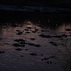 Gators