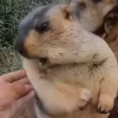 friends