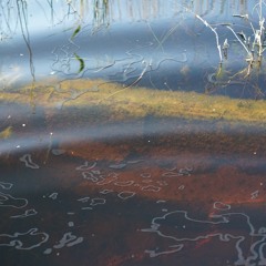 Ambient tremology: Vibratory linkages in the Danube Delta