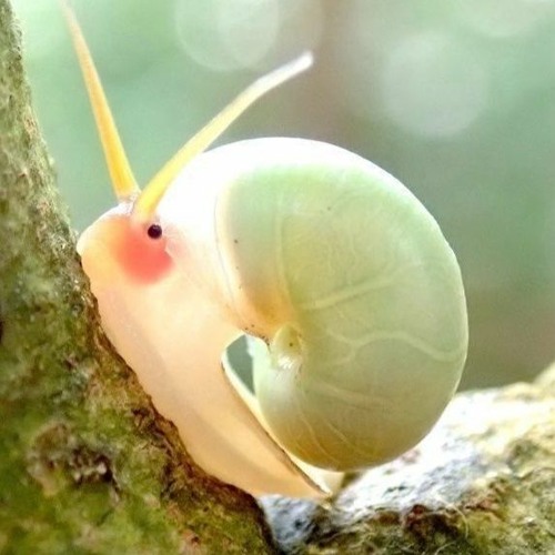 vs smooth snails