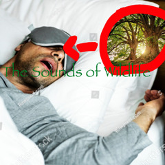 The Sounds of Wildlife (EXCLUSIVE ADHD AUTISM FREE TO USE 2025 EDITION) Bear trigger warning