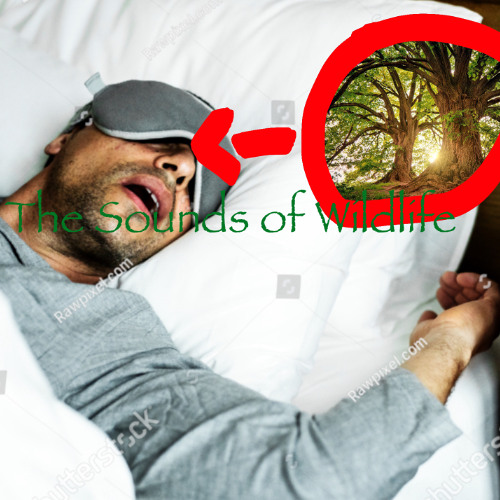 The Sounds of Wildlife (EXCLUSIVE ADHD AUTISM FREE TO USE 2025 EDITION) Bear trigger warning