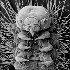 INSECTS I