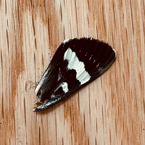 Optimistic Decay w/ Silent Servant 070223