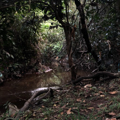 não enxergamos o verde em sua forma pura