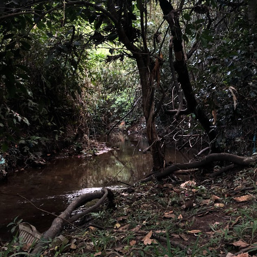 não enxergamos o verde em sua forma pura
