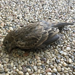 Whirr - How Time Stretches