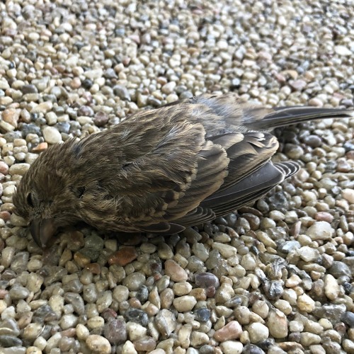 Whirr - How Time Stretches