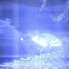 the scoundrel goose from the pond