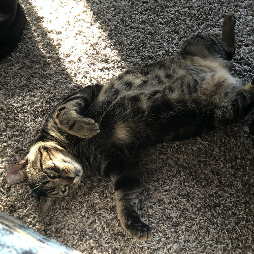 Toe Beans