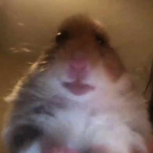 Tn - Shi Vs AZALI - TO DUST THOU SHALT RETURN