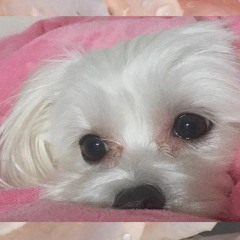 네가 있는 곳에 가는 꿈을 꿔 (Demo)