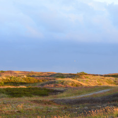 In the dunes, early morning: herring gulls, skylarks