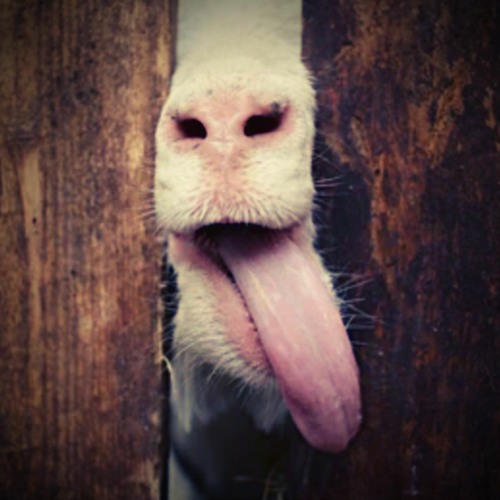 spring equi-knocks