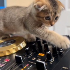 feline groovy meow . (rnb/ukg/dnb/jungle/soul) [70-85bpm]