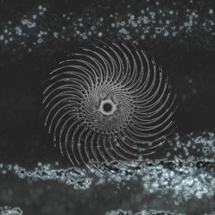 CRUDE Premiere: Qi - Lituus