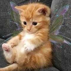 I'm A Kawaii Cat