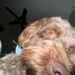 MyDamnDawg (ft Bella)