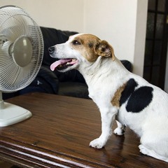 Steve Little interviews Dr. Christine Little on how to look after their pets in the hot summer heat