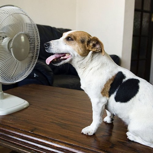 Steve Little interviews Dr. Christine Little on how to look after their pets in the hot summer heat