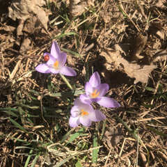 zapreshennie bukvi feat hortica