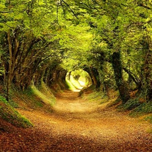 Into The Wild