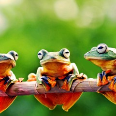 Froggies