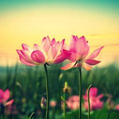 ichika nito - flowers