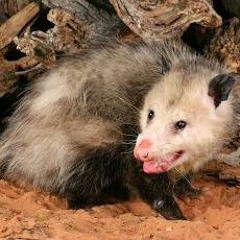 possum/cheifkeef