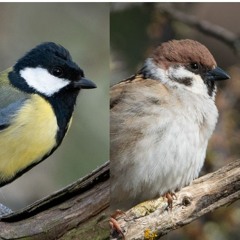 Everyday birds