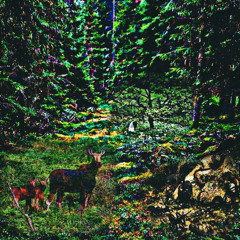 night woods