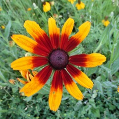 Miss Katie (finished)