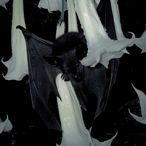 hammah (devilship)