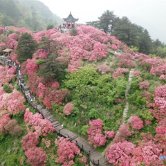 FLOR ORIENTAL (MUSICA PARA FLORES 1)