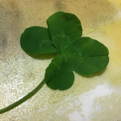 Viper and Asp (You Know)