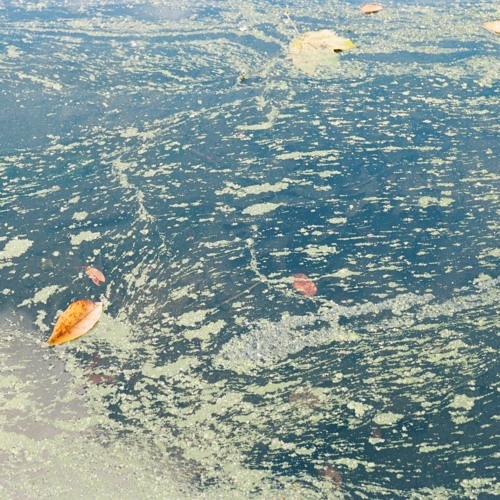Prospect Park Soundwalk Continuous Fixed Media Mix