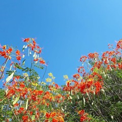 04.12.2022 - DOMINGO - Cap. V - Bem Aventurados os Aflitos - Causas Atuais das Aflições