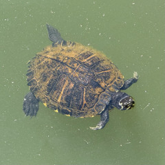 mu'umu'u