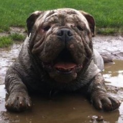 Filthy Dog- Joost Klien Remix