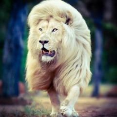 عصام صاصا.. فاقد مش باقي