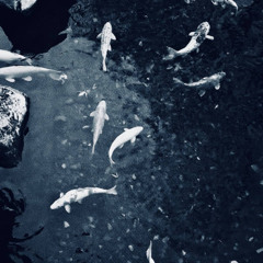 Живи (прод. mr darko)