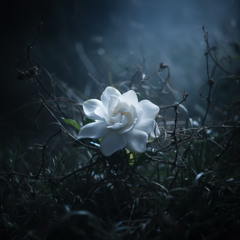 Cỏ Dại Và Hoa Dành Dành