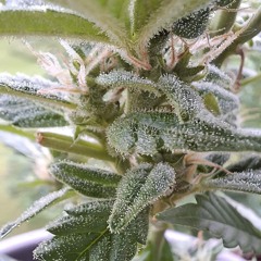 WdaniBg-mdmana/OfBs (live) Untekk Homeproduction