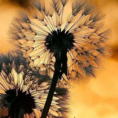 Accidentally On Purpose