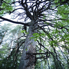 fucking wood (Оригинал)