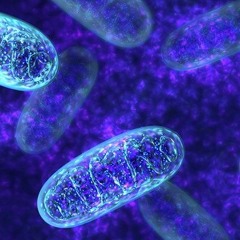 Vi zoomar in i Mitokondrien med DR Martin