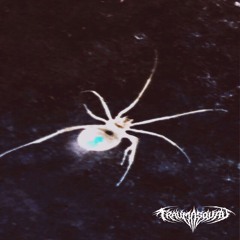 Redback