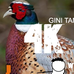 Best Of Crackoff Humids