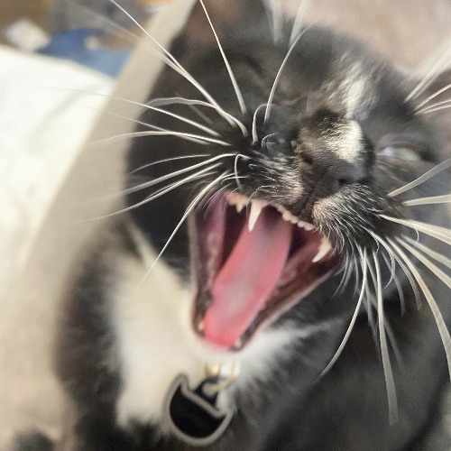 figgy is a cool cat (Prod slatgod5 & tellhernothing)